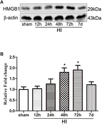 High-Mobility Group Box 1 Contributes to Cerebral Cortex Injury in a Neonatal Hypoxic-Ischemic Rat Model by Regulating the Phenotypic Polarization of Microglia